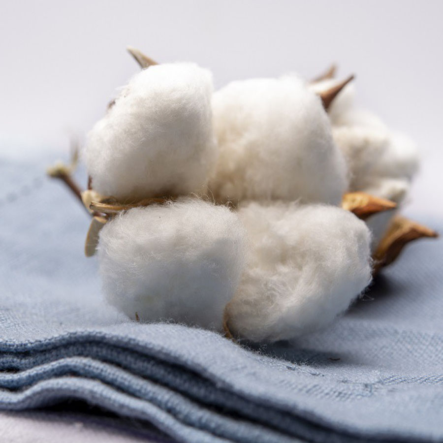 Sợi bông tự nhiên chính là nguyên liệu chính tạo ra một tấm vải cotton hoàn chỉnh